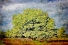 Dutch Landscapes : 