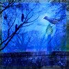 BlueStocking > Digital Art photo